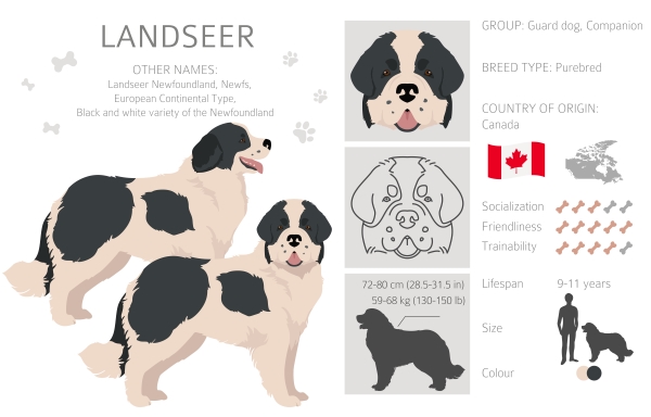 Infographie fiche d'identité du Landseer