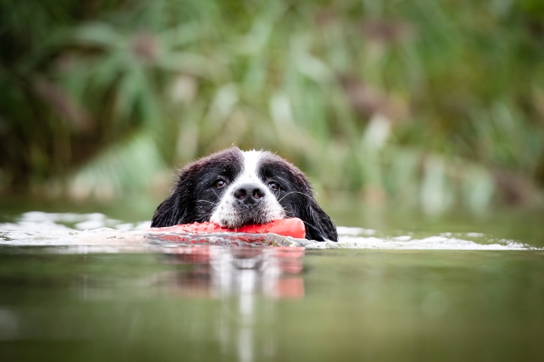 Landseer qui nage dans un lac un jouet dans sa gueule