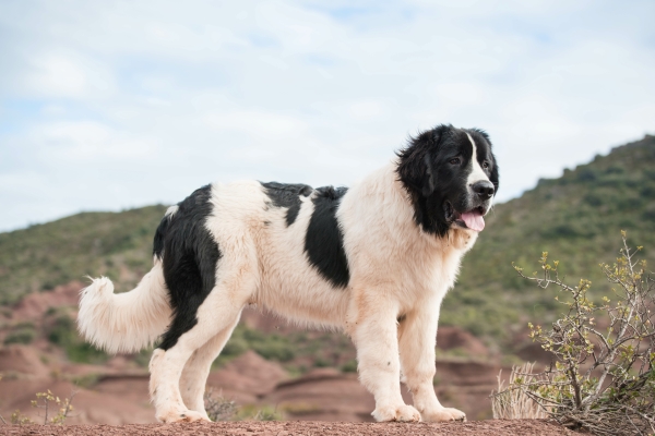 Ausgewachsener Landseer im Gebirge