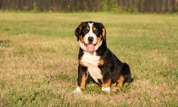 Chiot Grand Bouvier Suisse assis dans l'herbe