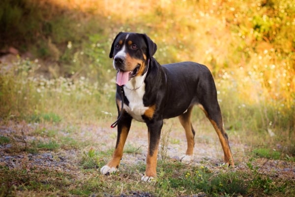 Erwachsener Großer Schweizer Sennenhund in der Natur