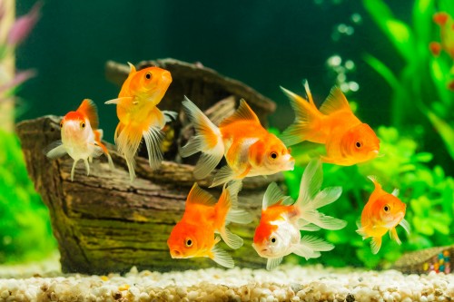 Mon premier aquarium pour poisson rouge - Blog