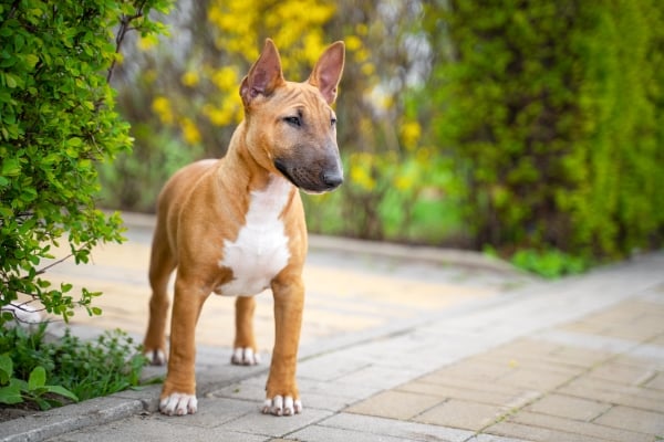 Chiot Bull Terrier Miniature dans une allée