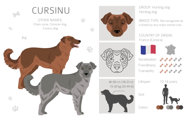 Infografik des Rassehundes Cursinu