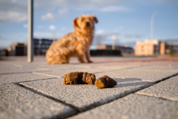 Crottes de chien au sol, chien en arrière-plan