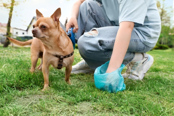 Personne qui ramasse la crotte de son chien avec un sac à déjection