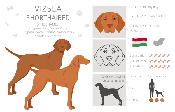 Infografik über den Ungarischen Kurzhaarigen Vorstehhund oder Vizsla