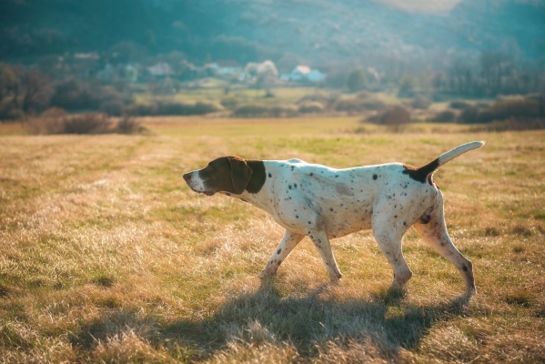 Pointer Anglais blanc et marron qui pointe le gibier dans un champs