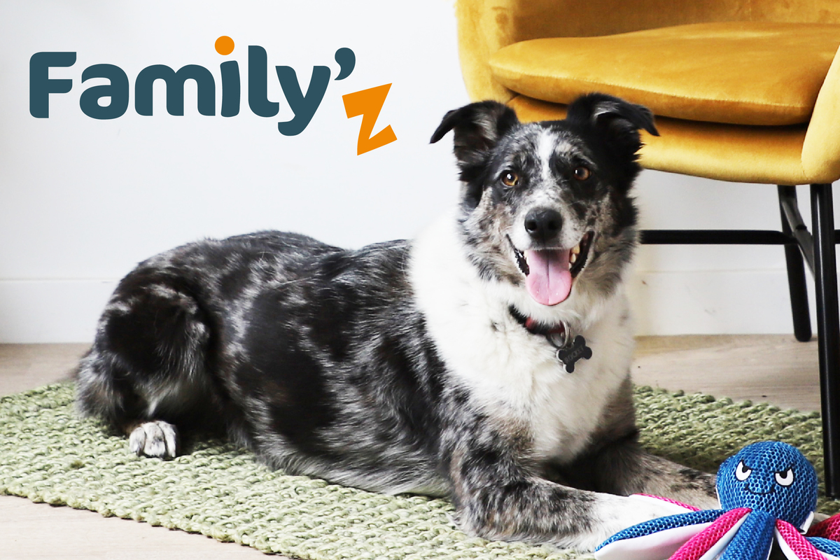 Family'Z : Chien couché sur un tapis et jouet