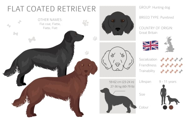 Infographie Flat Coated Retriever à poil plat