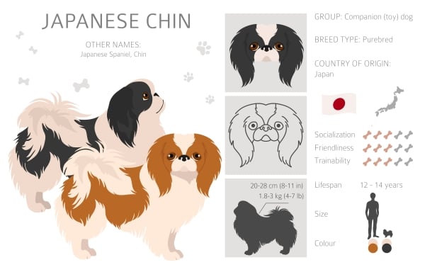 Infografik Japanischer Spaniel genannt Chin