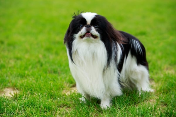 Schwarz-weißer japanischer Spaniel im Gras