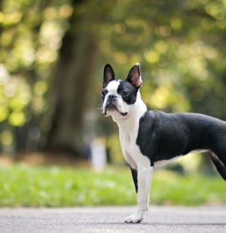 Terrier de Boston : Tout Savoir sur ce petit Chien Molossoïde !