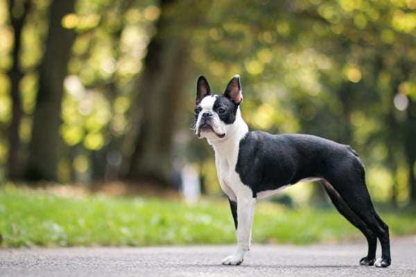 Boston Terrier auf der Straße, Wald im Hintergrund