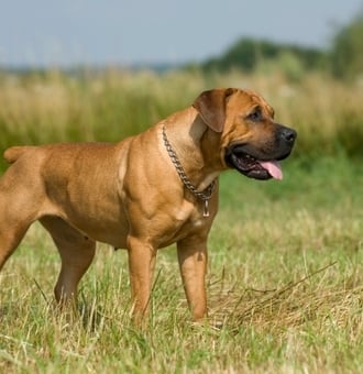 Boerboel : Tout Savoir sur ce grand Chien tout en muscle !