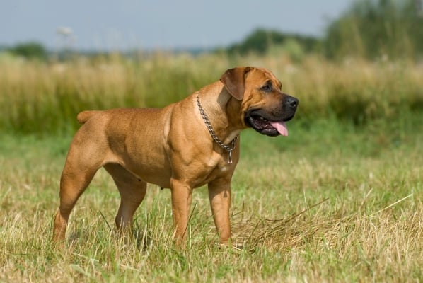 Boerboel dans l'herbe