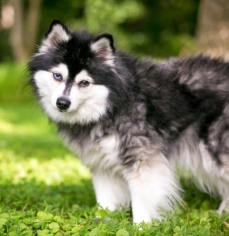 Alaskan Klee Kai : Tout Savoir sur ce Chien Mini Wolf !