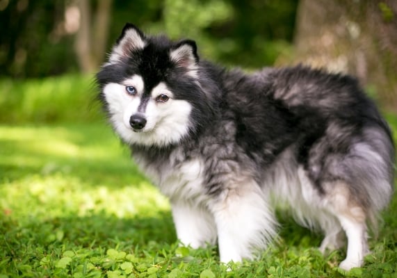 Chien Alaskan Klee Kai à l'œil bleu et l'œil marron