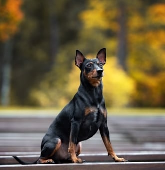 Pinscher Allemand : Tout Savoir sur ce petit Chien caractériel !