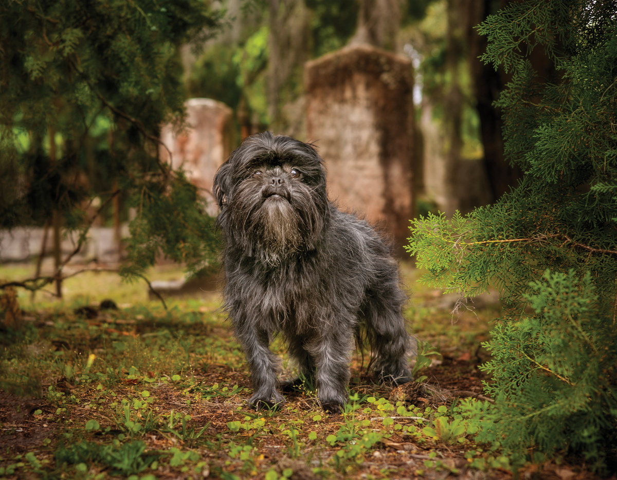 Schwarzer Affenpinscher auf einem Friedhof