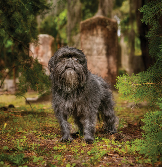 Affenpinscher : Tout Savoir sur ce petit Chien singe terrier !