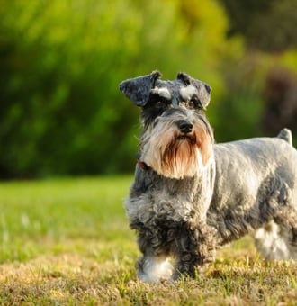 Schnauzer Nain : Tout Savoir sur ce petit Chien à barbichette !