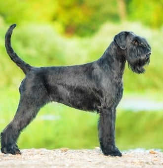 Schnauzer Géant : Tout Savoir sur ce grand Chien noir et barbu !