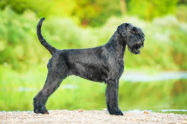 Schnauzer géant noir adulte de profil