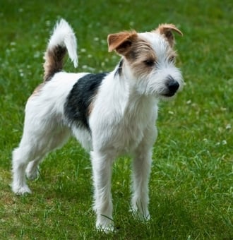 Parson Russel Terrier : Tout Savoir sur ce Chien plein de Pep's !