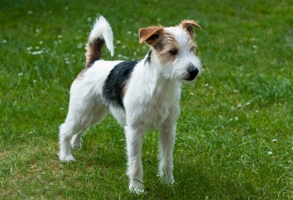 Parson Russel Terrier dans l'herbe