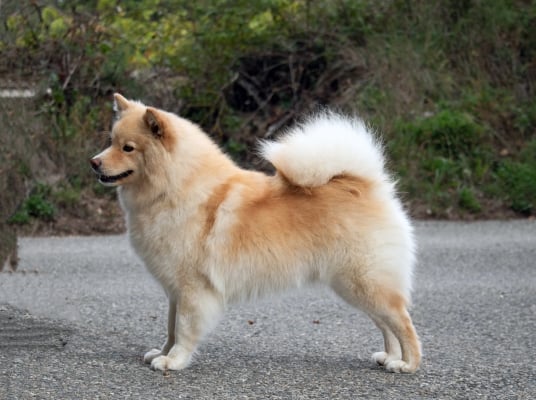 Finnischer Lapphund