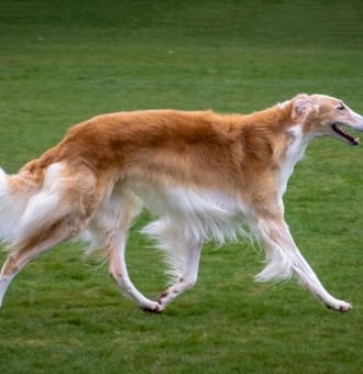 Barzoï : Tout savoir sur ce Chien Lévrier de chasse russe !