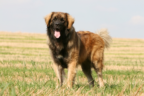 Chien Leonberg adulte qui tire la langue