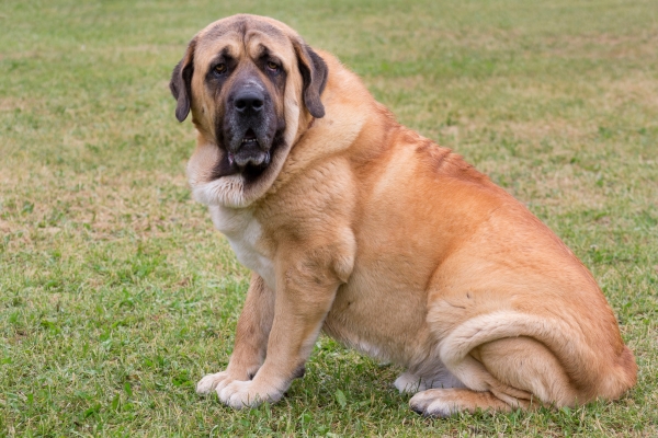 Erwachsener Spanischer Mastiff sitzend im grünen Gras