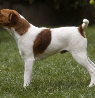 Fox Terrier à Poil Lisse : Tout Savoir sur ce Chien vif et malin