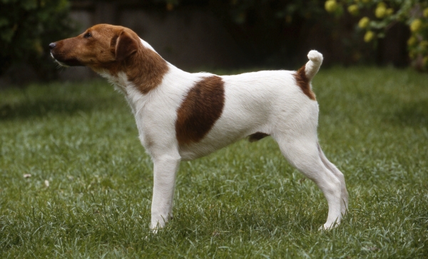 Fox Terrier à Poil Lisse blanc et marron de profil sur une pelouse