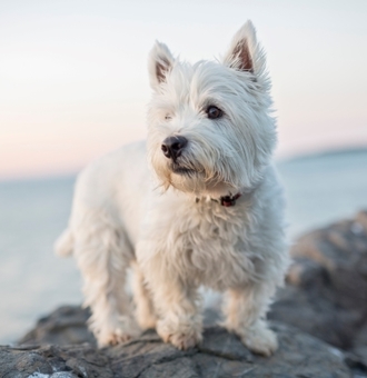 West Highland White Terrier : Tout Savoir sur le Chien Westie !