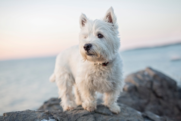 West Highland White Terrier sur un rocher face à la mer