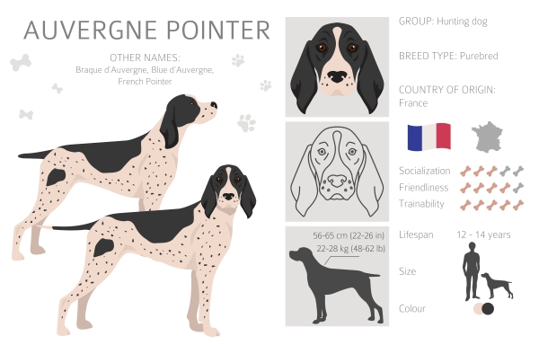 Infografik über den Braque d'Auvergne