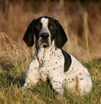 Braque d’Auvergne : Tout Savoir sur ce Chien de chasse galopeur !