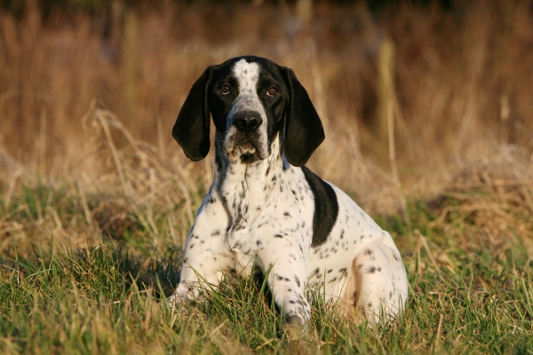 Erwachsener Braque d'Auvergne-Hund sitzt im Gras