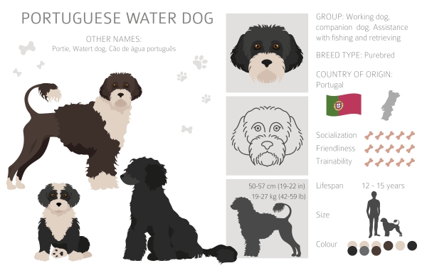 Infographie du Chien d'eau Portugais