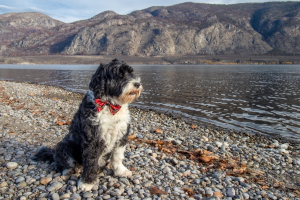 Portugiesischer Wasserhund mit Fliege sitzt am Rande eines Sees