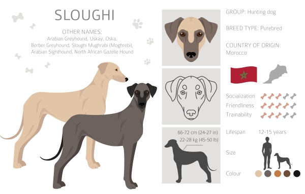 Infografik über die Sloughi-Hunderasse