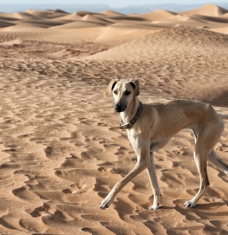 Sloughi : Tout Savoir sur ce Chien Lévrier du Maghreb !