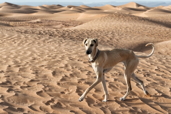 Chien Sloughi qui marche dans le désert du Maroc