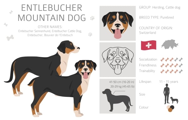 Infographie Bouvier de l'Entlebuch