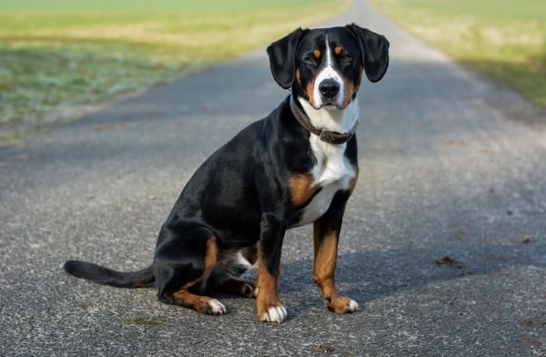 Entlebucher Sennenhund: Alles über diesen Schweizer Hirtenhund wissen