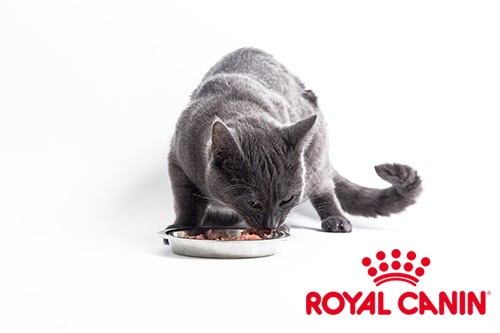 Royal canin pour chat, que choisir ? - Blog