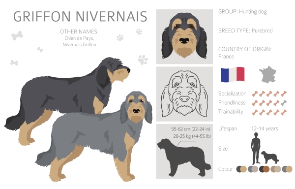 Infographie sur le Griffon Nivernais